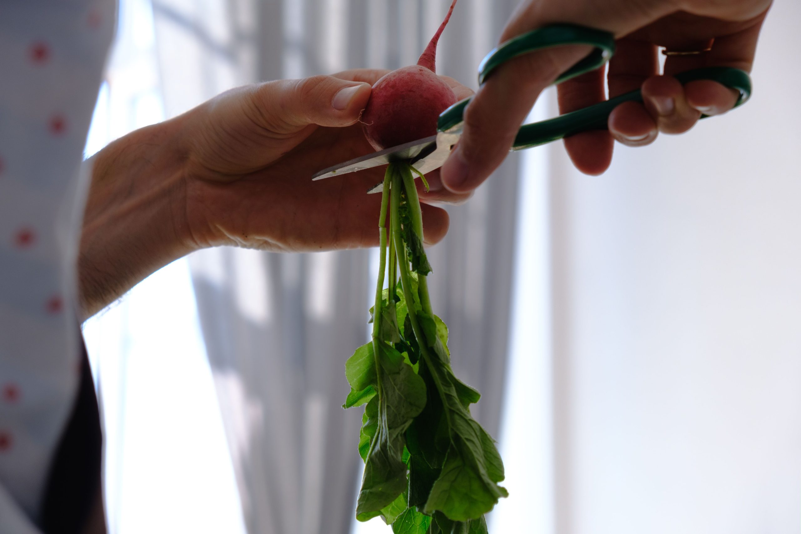 Mains taillant des feuilles de betterave fraîche