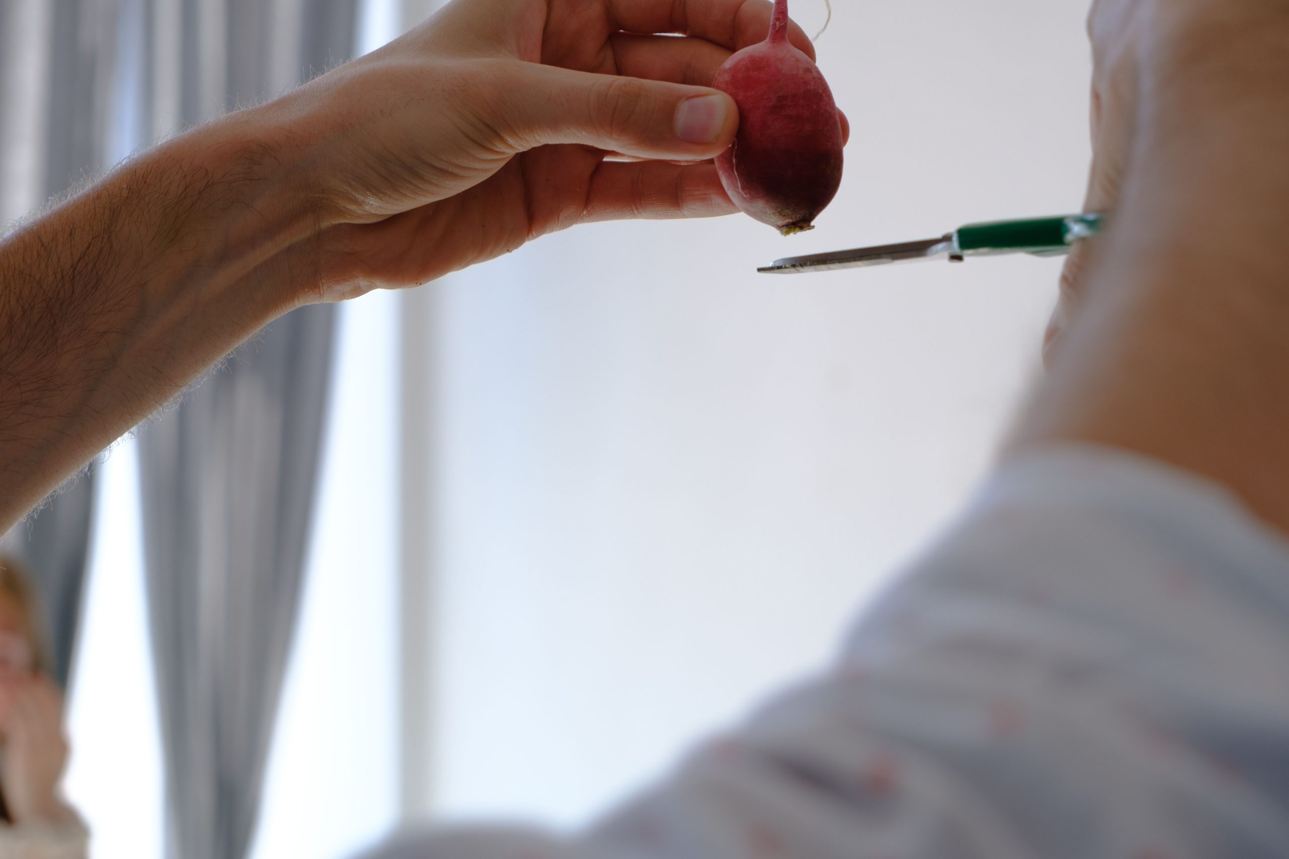 Préparation à couper un radis avec ciseaux