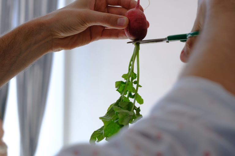 Mains coupant un radis frais aux ciseaux