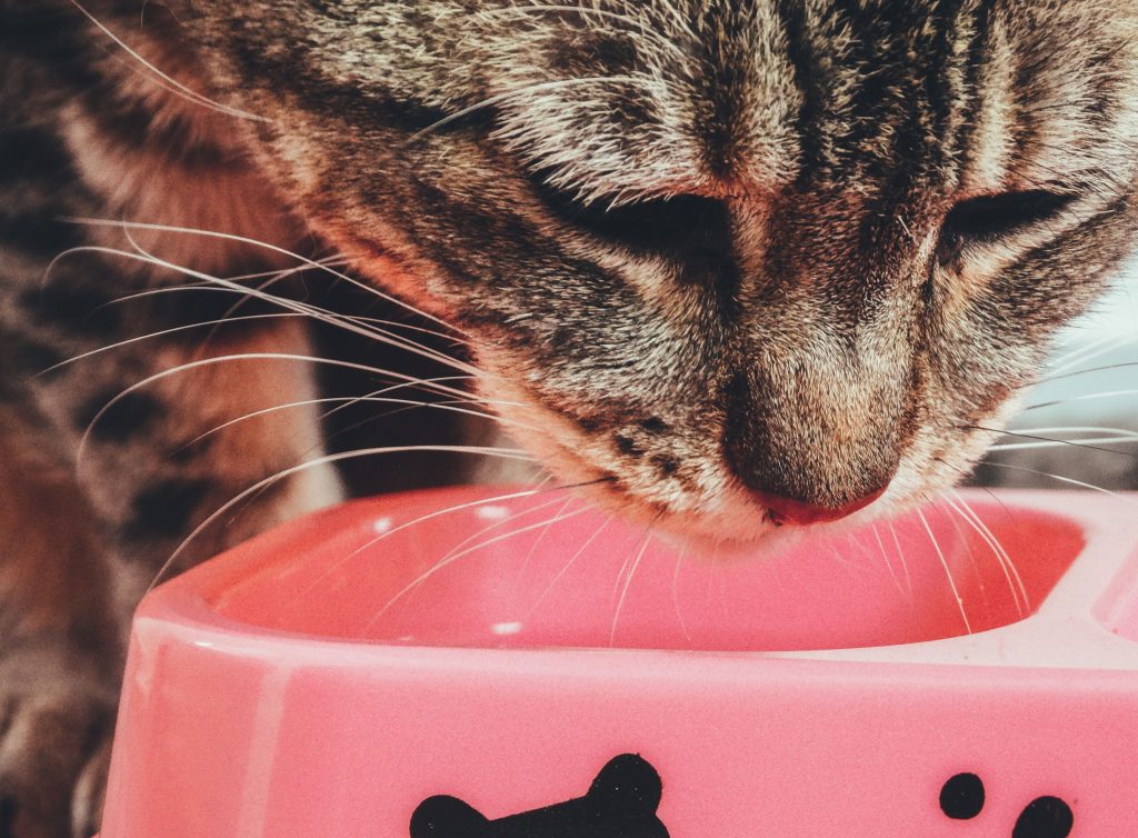 Chat roux mange dans gamelle rose