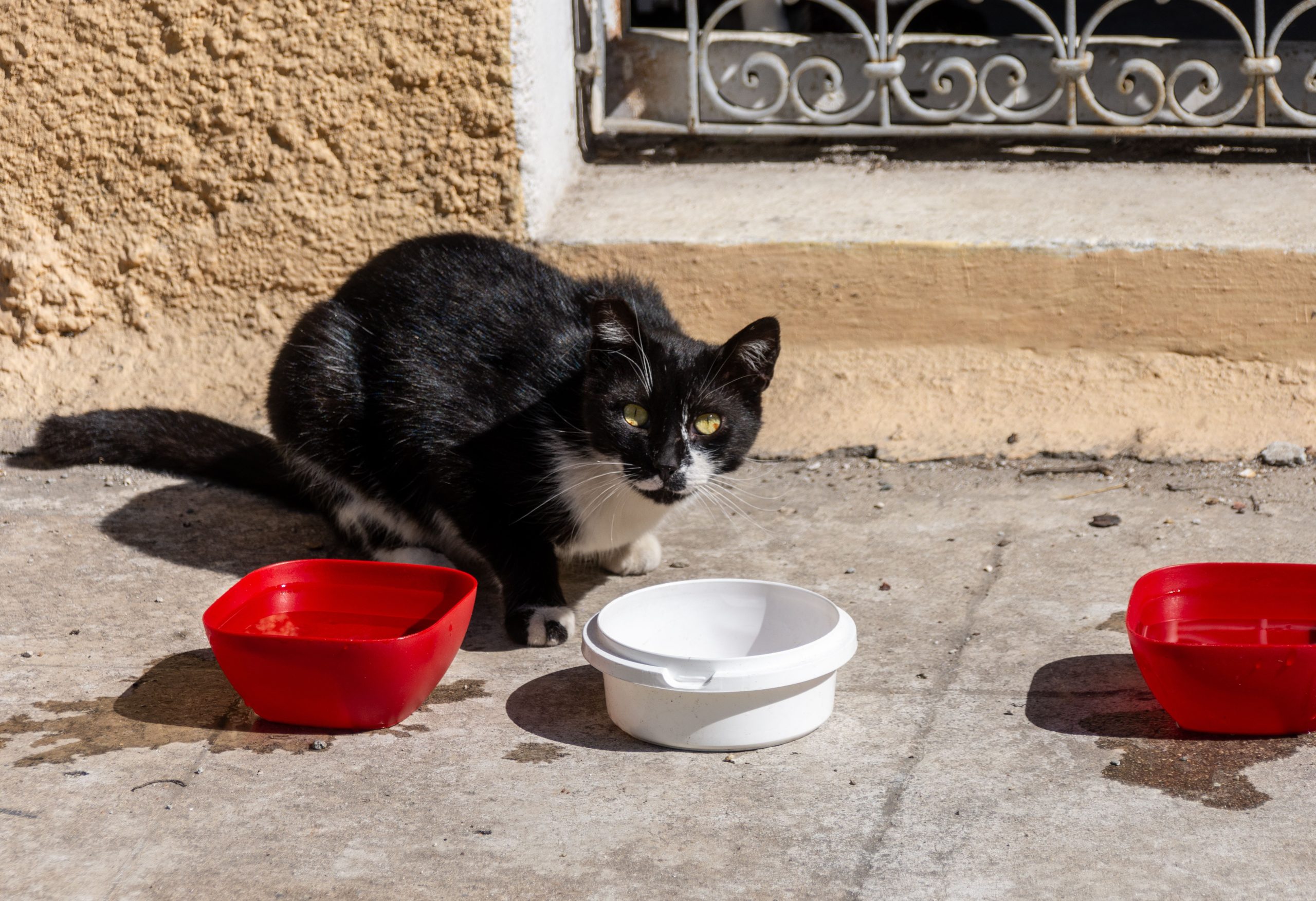 Chat noir blanc près gamelles vides
