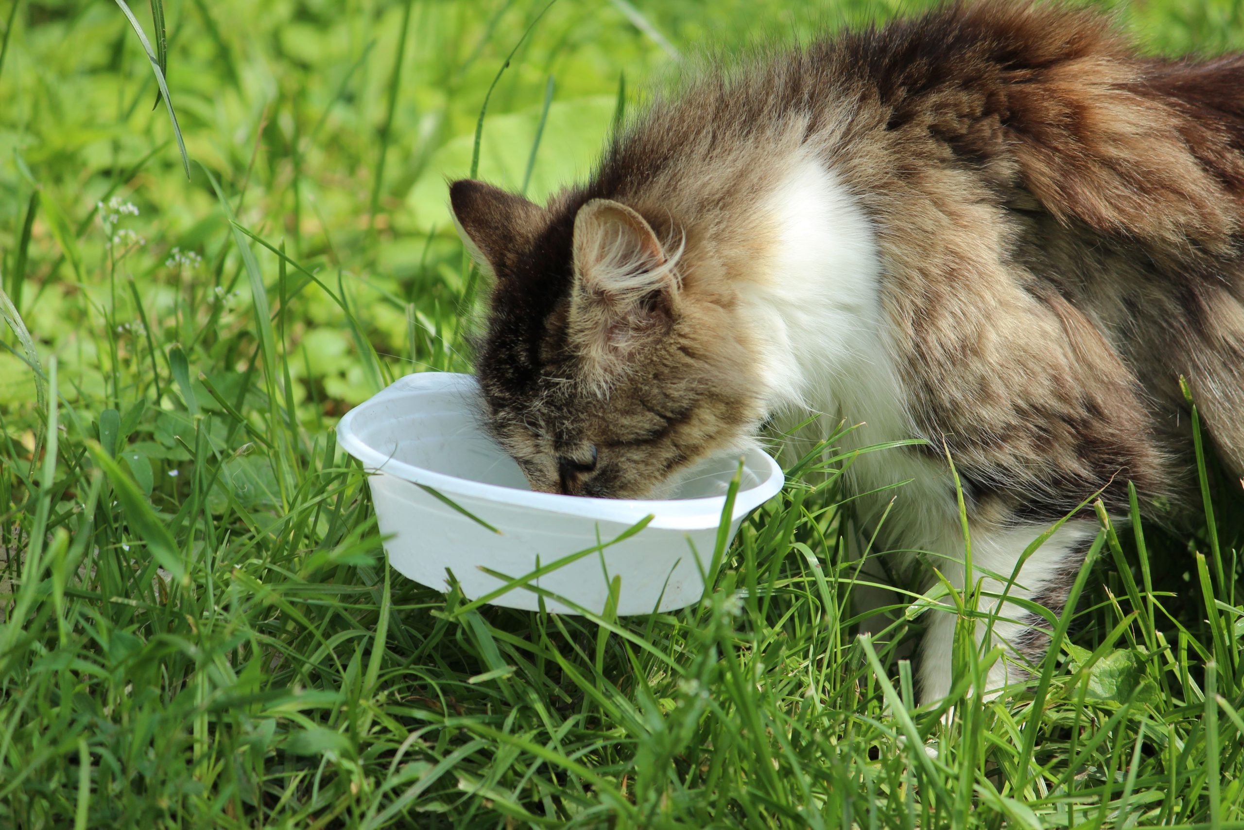 Chat fluffy se nourrit gamelle blanche