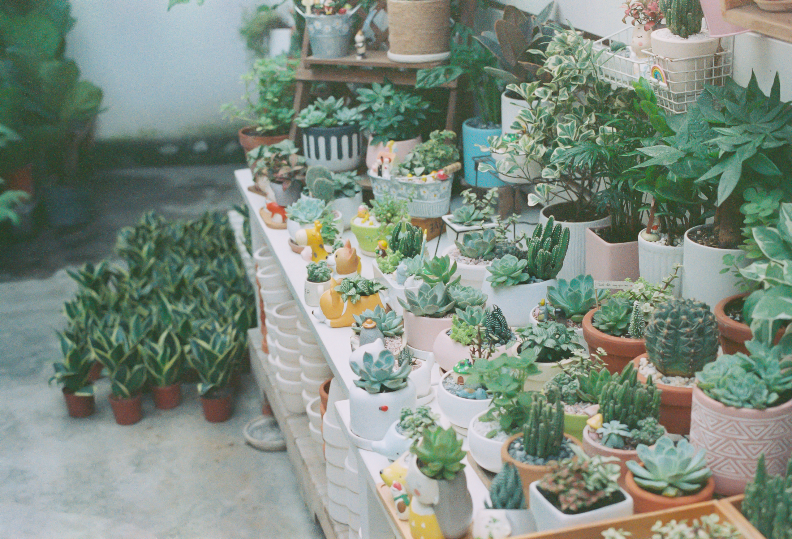 Pots céramique avec succulentes et cactus