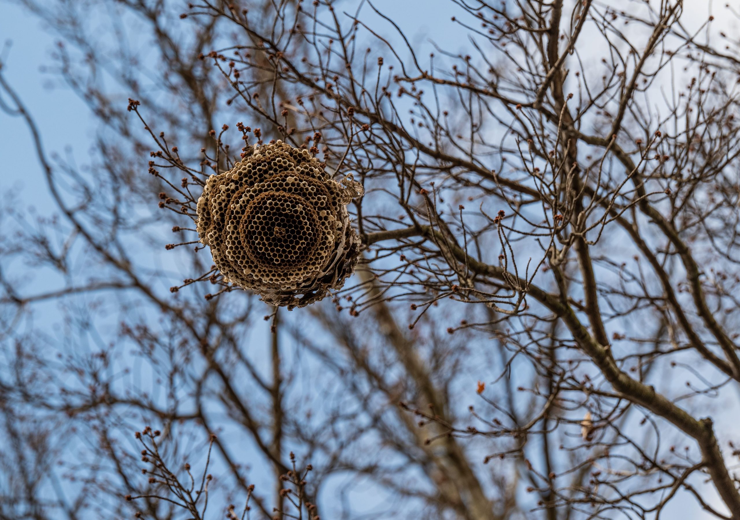 Nid de guêpe dans arbre nu sous ciel clair