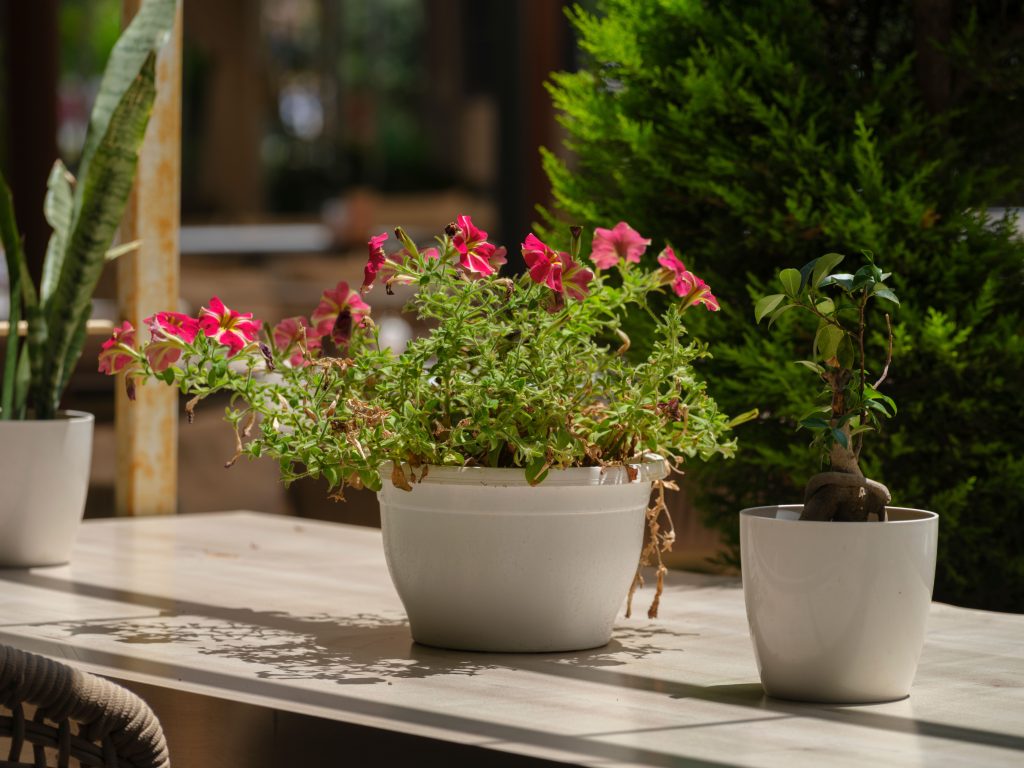 Fleurs roses vibrantes dans pots blancs
