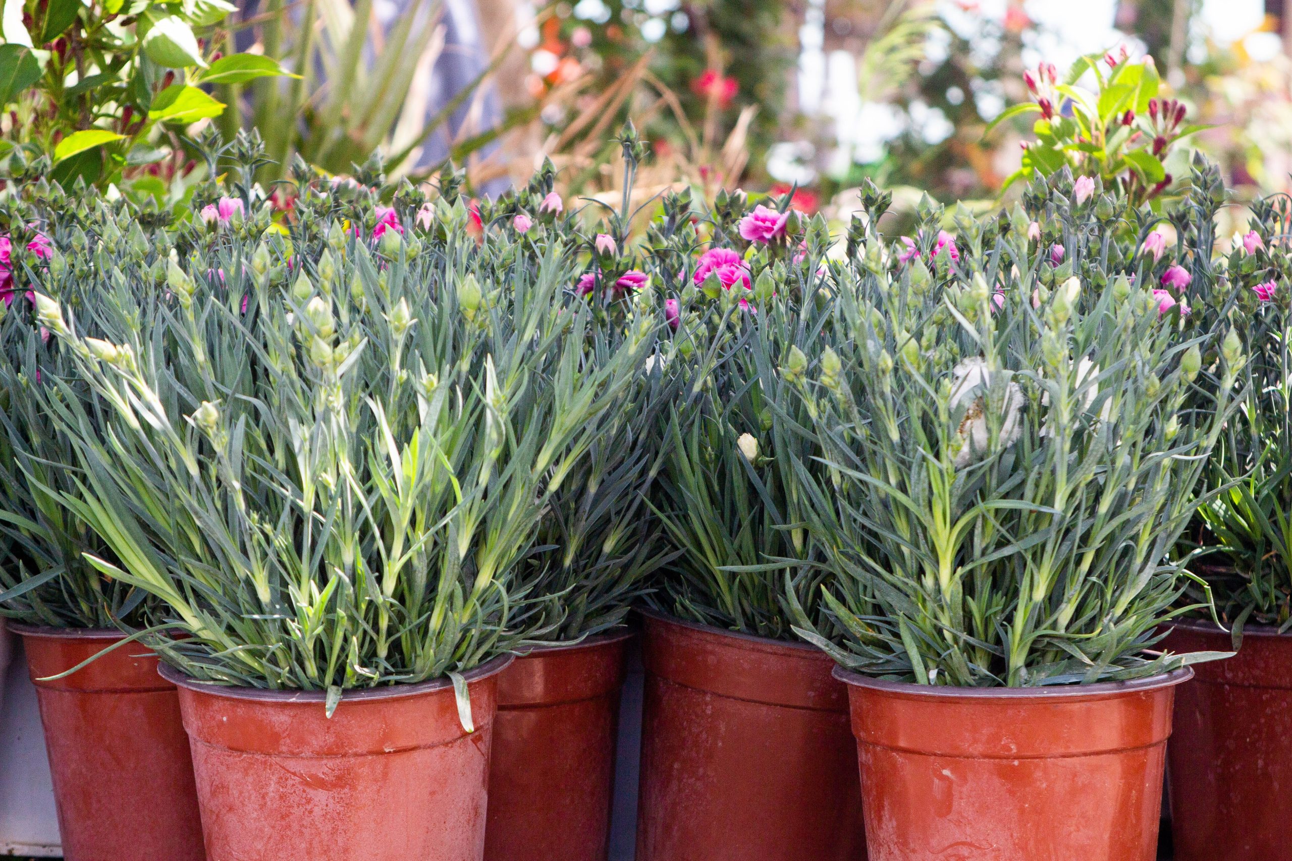 Plantes en pot avec feuillage luxuriant