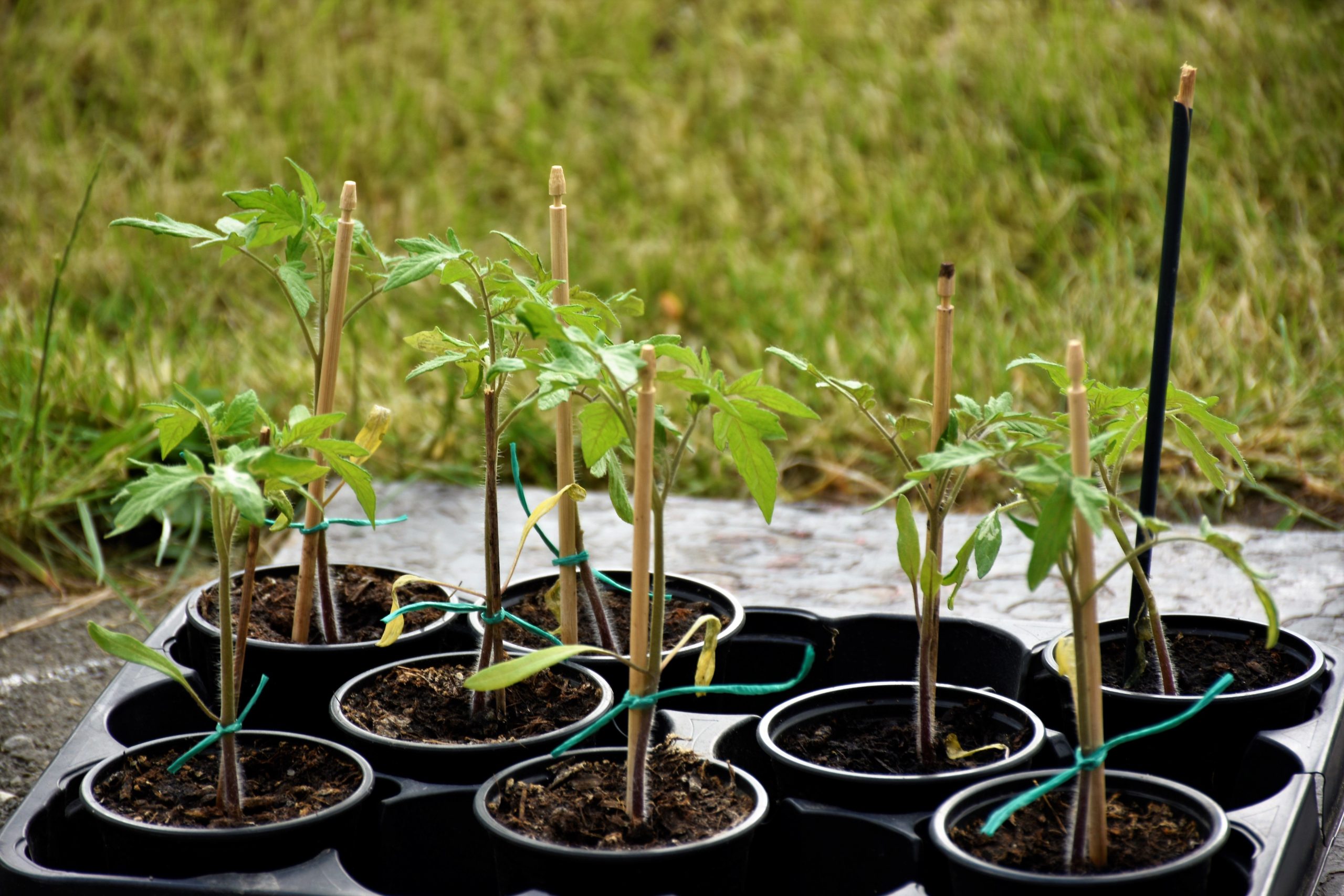 Jeunes plants tomates pots plastique noir