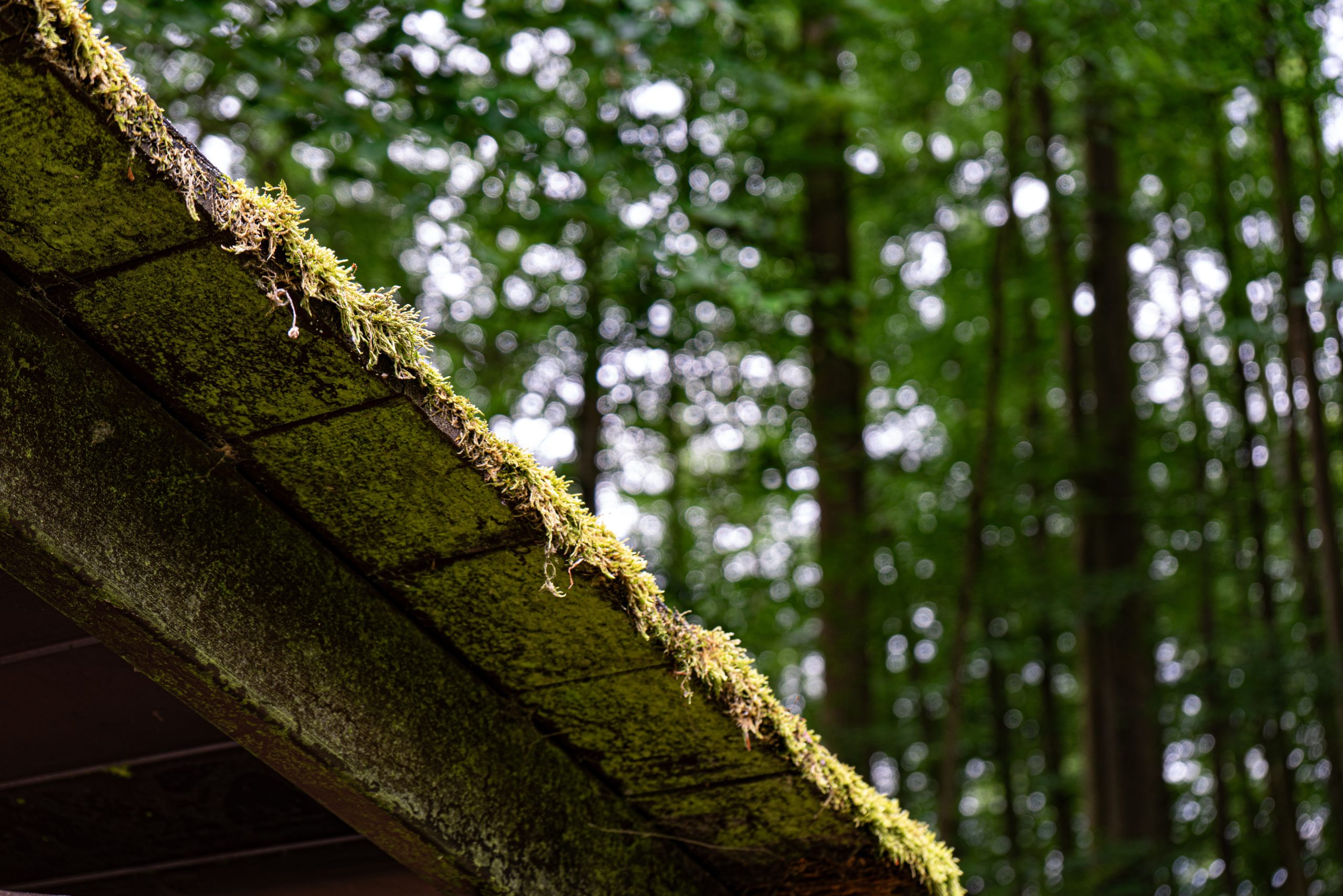 Bord toiture moussu foret arbres verts