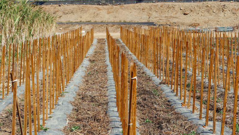 Jardin organisé avec piquets bois supports plantes