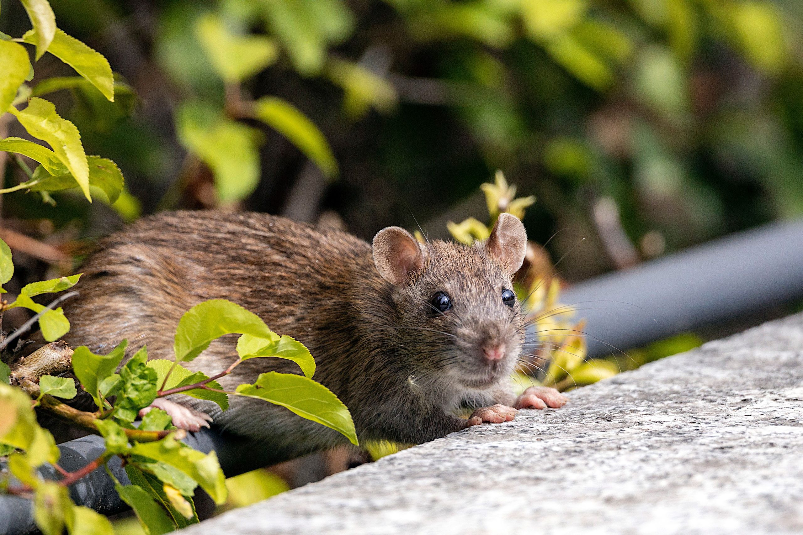 Gros plan d'un rat taupier parmi le feuillage