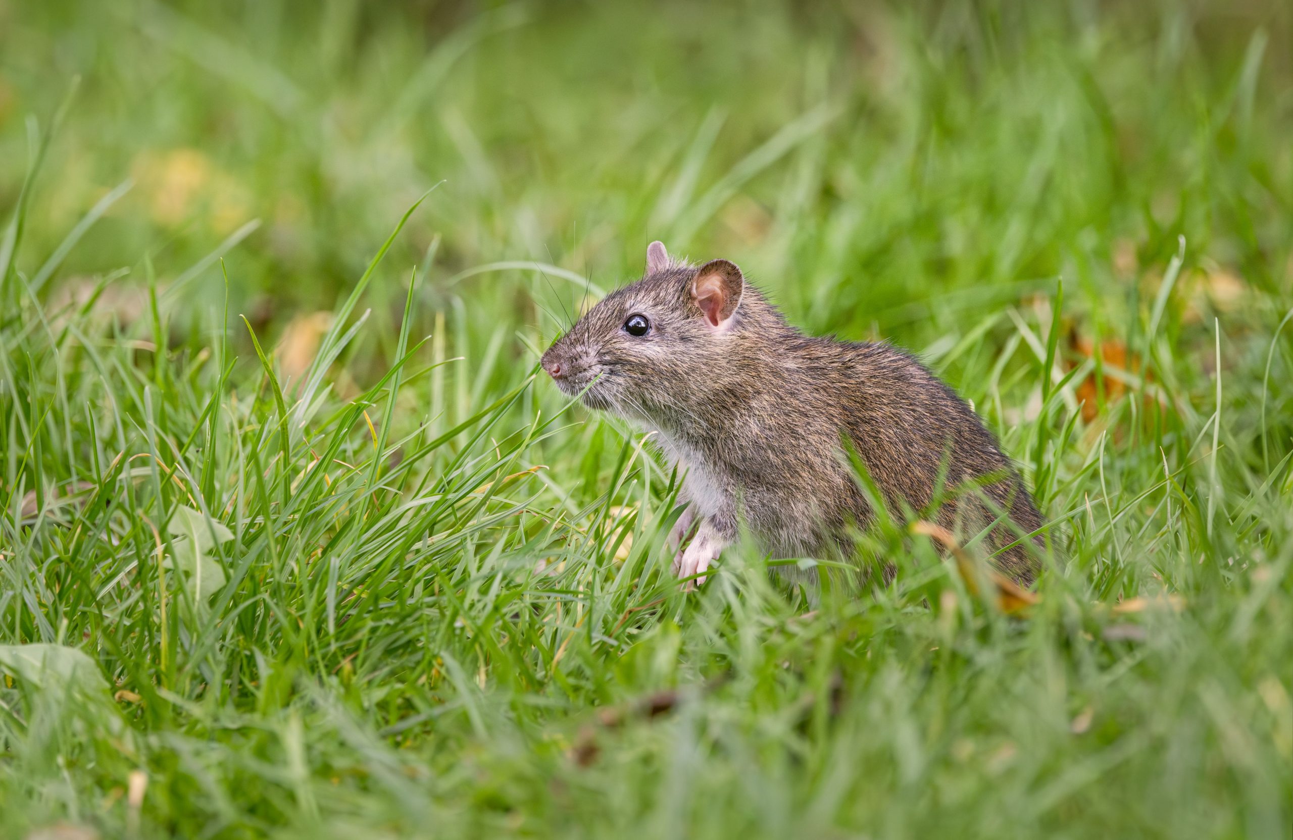Rat taupier explorant une zone herbeuse