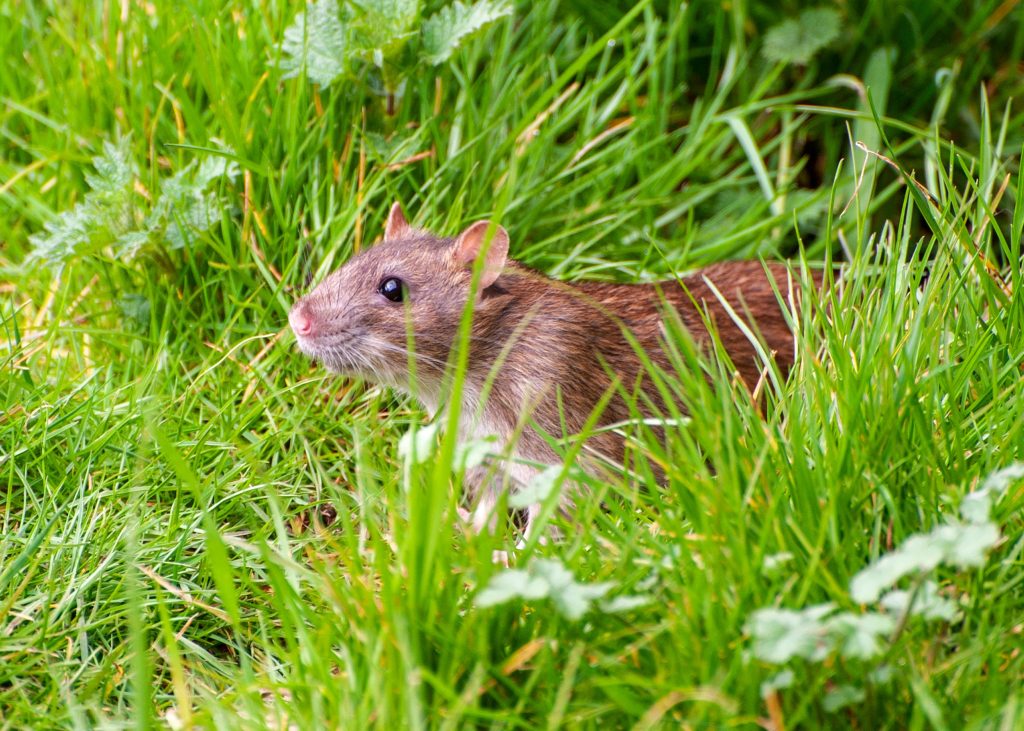 Rat taupier brun dans l'herbe du jardin